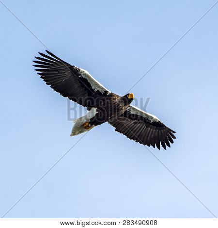 Flying Predatory Stellers Sea-eagle