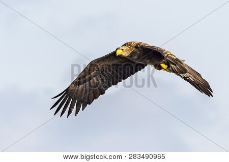 Flying Predatory White-talied Sea Eagle