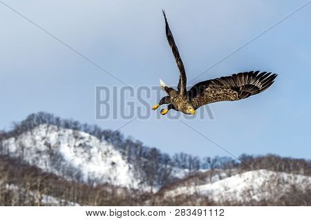 Flying Predatory White-talied Sea Eagle