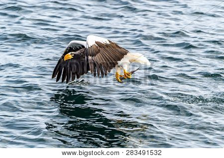 Flying Predatory Stellers Sea-eagle