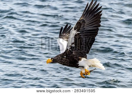Flying Predatory Stellers Sea-eagle