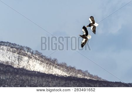 Flying Predatory Stellers Sea-eagle