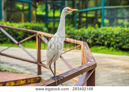 Little Egret Cattle Egret Bubulcus Ibis Waters Edge