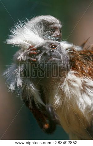 Small Monkey Cotton-top Tamarin, Saguinus Oedipus, With Its Young Ones.