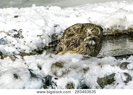 Eurasian Eagle Owl