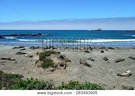 Cute And Funny Sea Elephants On The Pacific Coast. California, Usa
