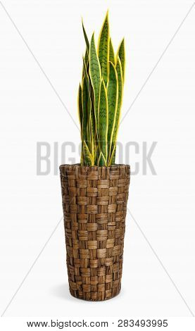 Variegated Snake Plant In Diy Brown Pot Isolated On White Background