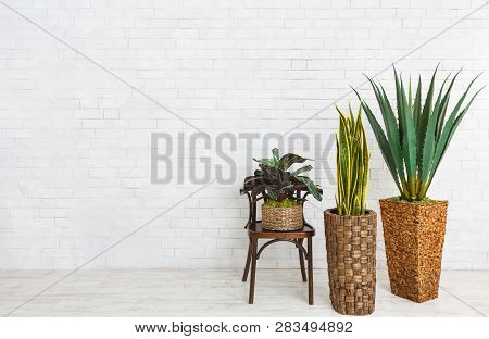 Snake Plant, Aloe And Maranta Over White Brick Wall With Copy Space