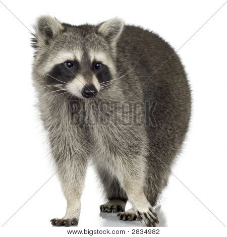 Mård (9 kk) - Procyon Lotor