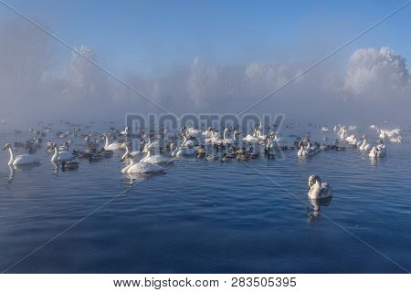 Beautiful Whooper Swans (cygnus Cygnus) And Ducks In A Lake On A Foggy Sunny Morning In A Hard Frost