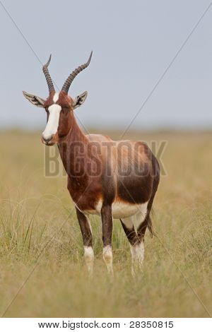 Bontebok (damaliscus dorcas) presso il Bontebok National Park in Sudafrica.