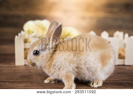 Easter Rabbit In The Shell Of Eggs. Colorful Eggs.