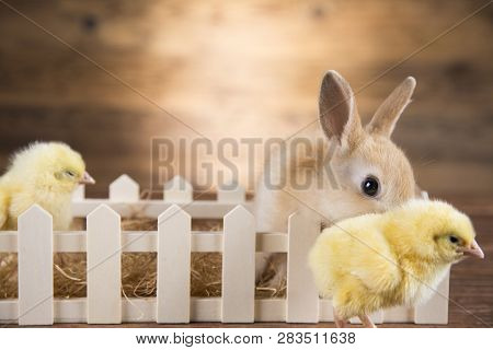 Easter Rabbit In The Shell Of Eggs. Colorful Eggs.