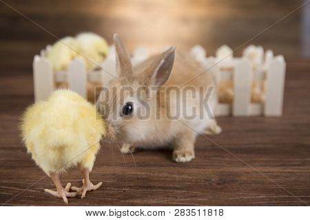 Easter Rabbit In The Shell Of Eggs. Colorful Eggs.