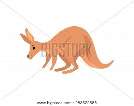 Brown Kangaroo, Cute Wallaby Australian Animal Character Vector Illustration