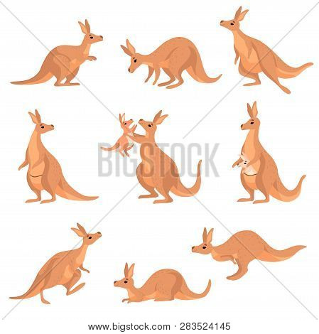 Cute Brown Kangaroo Set, Wallaby Australian Animal Character In Different Poses Vector Illustration