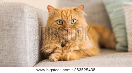 Beautiful ginger long hair cat lying on the sofa on a sunny day at home