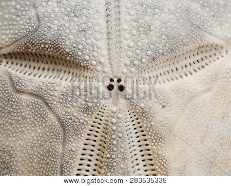 Detail Of Sea Potatoes Urchin Shell, Echinocardium Cordatum