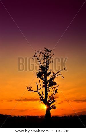 árvore do sol