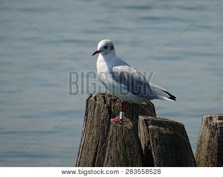 Photo Of Gabbiano Leaning On Briccola Of The Venetian Lagoon