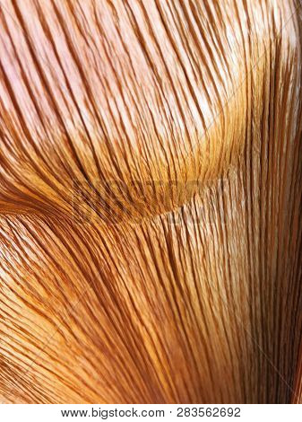 The Structure Of Piece Of Wood. Shot From Close View.
