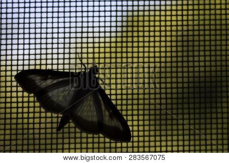Silhouette Of Moth Holding On Square Window Mesh|indoor