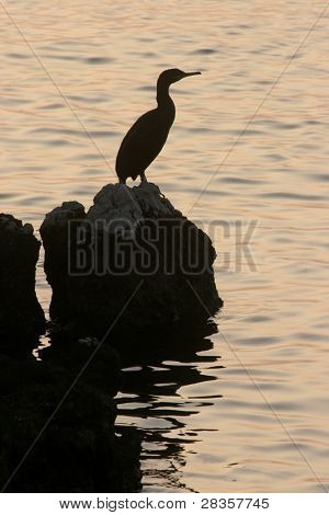 Kormoran 버드 실루엣
