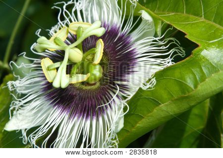 Granadilla