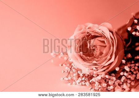 Big Rose With Gypsophila Fashionable Coral Color. Coral Color Is The Trend Color Of 2019.