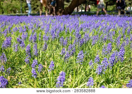 Background Of Little Blue Flowers Mouse Hyacinth Or Muskari Blooming In A Spring Park, Blurred Peopl