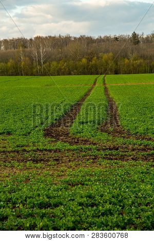 Dirt Road Path In Cereal Field Landscape In Spring. Tractor Tire Tracks On The Field In Latvia. Summ
