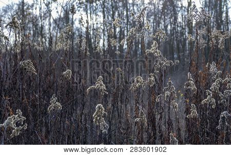 Full Frame Sere Plant Detail At Autumn Time
