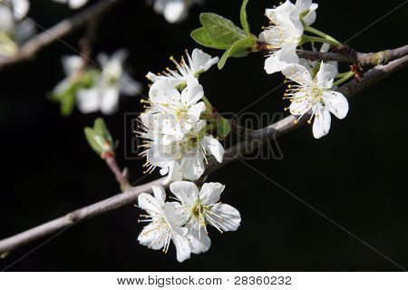 Close up di fiori frutta in primavera prima