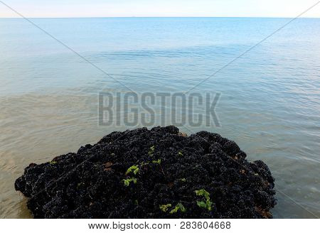 Great Rock Covered By Thousands Of Black Mussels On The Sea