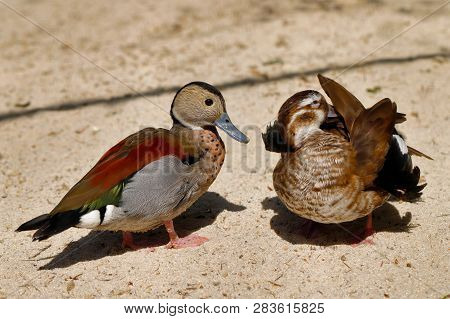 Portrait Of Pair Ringed Teal Ducks. Photography Of Nature And Wildlife.