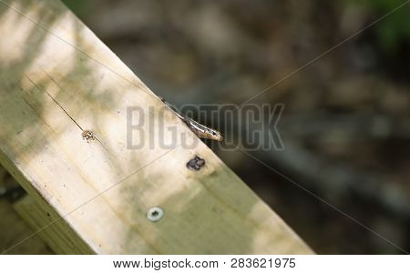 Skink Scurrying Along The Side Of A Wooden Boardwalk