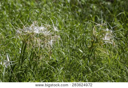 Bouquet Of Spider Lilies Growing In An Overgrown Field