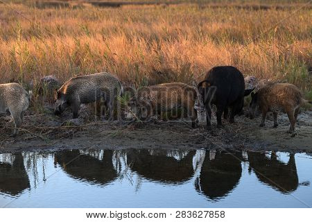Herd Of Wild Boars At Watering Place With Reflections On Water At Sunny Summer Evening