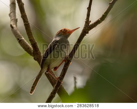 Ashy Tailorbird, Orthotomus Ruficeps, Sits On Branch In Forest
