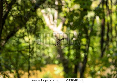 Amazing Nature Of New Zealand, Nature Image Of The Nature In New Zealand, Great Wildlife And Plants 