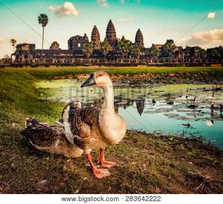 Angkor Wat temple reflecting in water of  Lotus pond at sunset. Ducks on the foreground.Siem Reap. Cambodia
