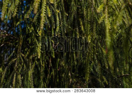 Amazing Nature Of New Zealand, Nature Image Of The Nature In New Zealand, Great Wildlife And Plants 