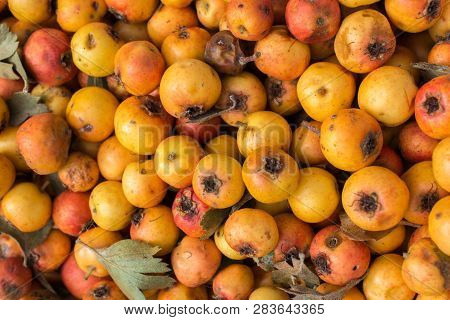 Azarole, Mediterranean Medlar  Picked Up And Sold In Market
