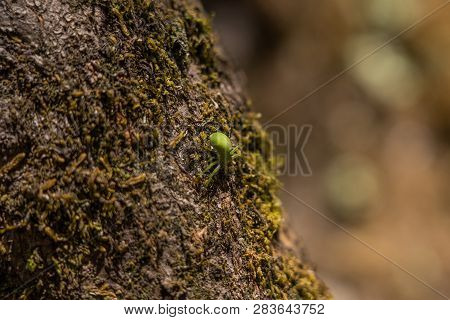 Little Green Spider On A Tree At Pororari River Track In New Zealand, Macro Animal Photography