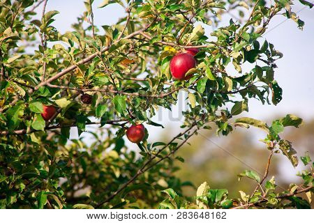 Ripe Juicy Red Apples Of The Idared Variety On Apple Tree Branches In The Orchard Of A Home Apple Fa
