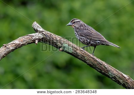 The Mistle Thrush (turdus Viscivorus) Sitting On The Branch