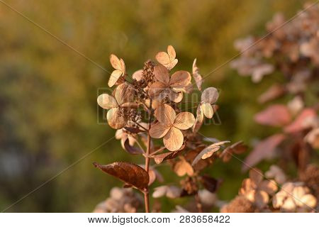 Dried Hydrangea Paniculata Flowers In The Autumn Garden On Blurred Background.