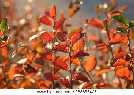 Bright Colorful Leaves On The Dogwood Bush In Evening Sunlight.