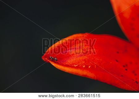 Small Black Ant On Edge Of Red Orange Petal Close-up. Insect On Blooming Flower With Copy Space. Atm