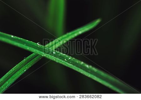 Beautiful Vivid Shiny Dark Green Grass With Dew Drops Close-up With Copy Space. Pure, Pleasant, Nice